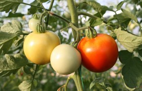 10 fresh tomatoes